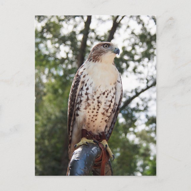 Red-Tailed Hawk Postcard (Front)