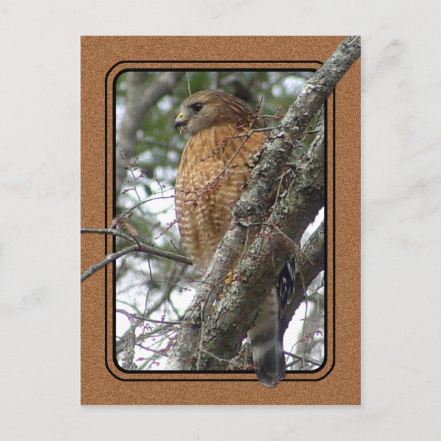 Red Tailed Hawk Postcard 2 (Front)