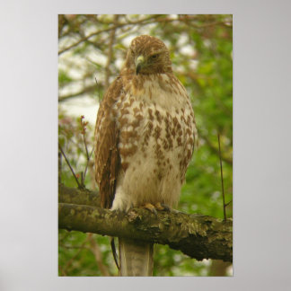 Red Tailed Hawk Poster