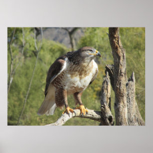 Red Tailed Hawk Poster
