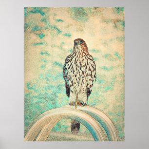 Red-tailed Hawk Poster
