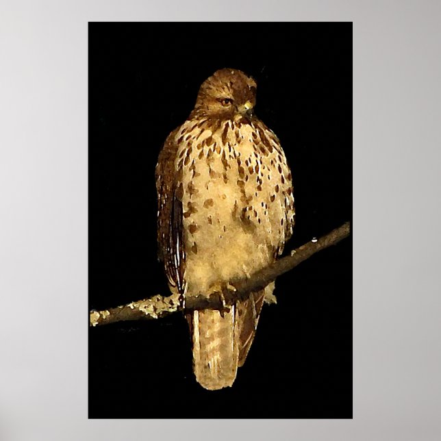 Red tailed Hawk Poster (Front)