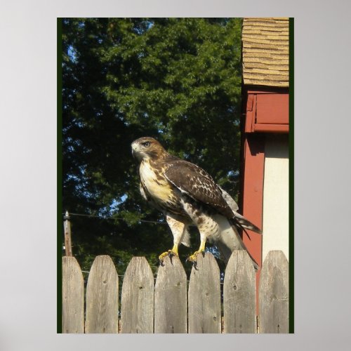 Red Tailed Hawk  Poster