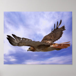 Red tailed hawk poster