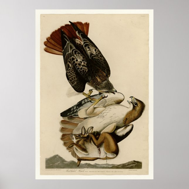 Red-tailed Hawk Poster (Front)