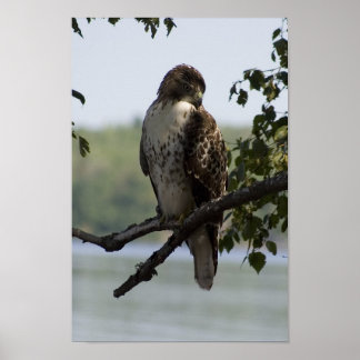 Red Tailed Hawk Poster