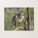 Red Tailed Hawk Puzzle at Zazzle