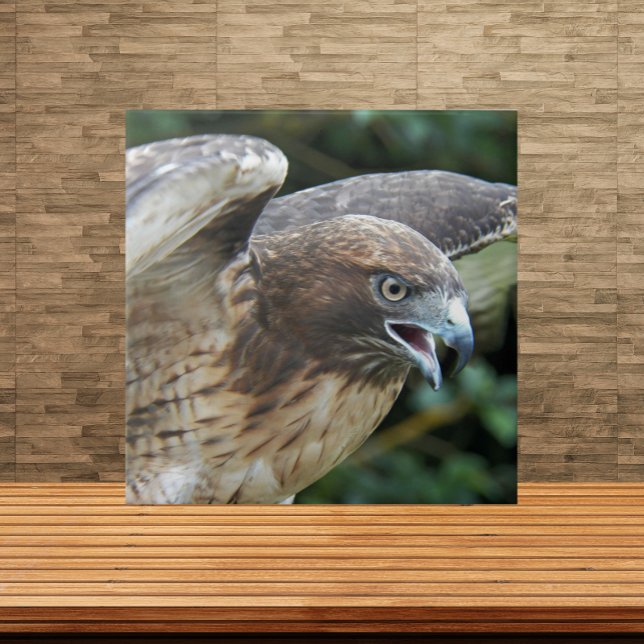 Red-tailed Hawk Raptor Photo Ceramic Tile (In Situ)