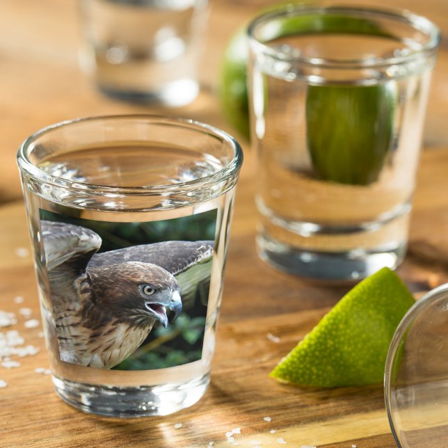 Red-tailed Hawk Raptor Photo Shot Glass (In Situ)