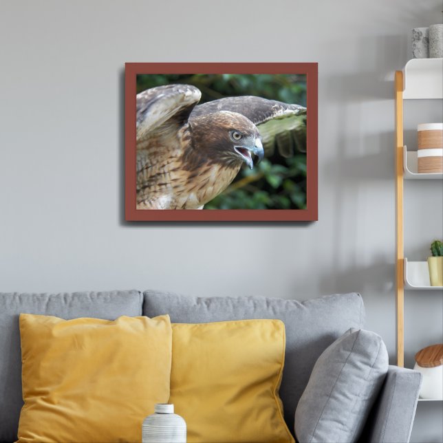 Red-tailed Hawk Raptor Photographic Framed Art (Living Room 3)