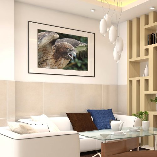 Red_tailed Hawk Raptor Photographic Poster