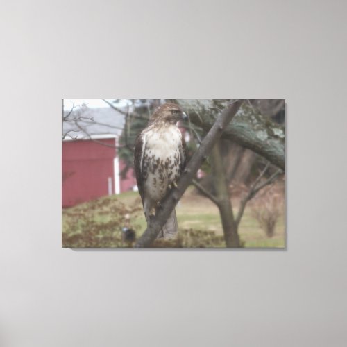 Red_tailed Hawk Red Barn 36 x 24 Canvas Print