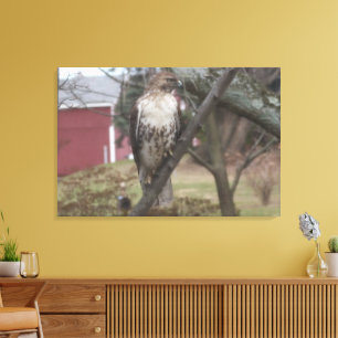 Red-tailed Hawk Red Barn 36" x 24" Canvas Print