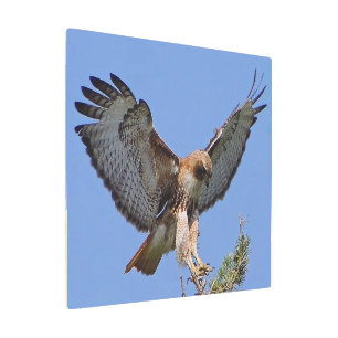 Red-tailed Hawk Soft Landing Metal Wall Art