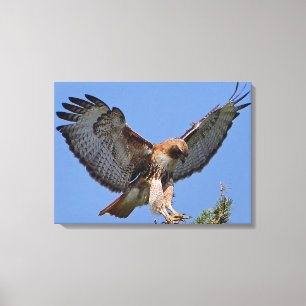 Red-tailed Hawk Soft Landing Stretch Canvas Print
