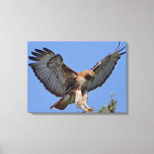 Red_tailed Hawk Soft Landing Stretch Canvas Print