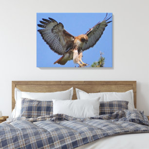 Red-tailed Hawk Soft Landing Stretch Canvas Print