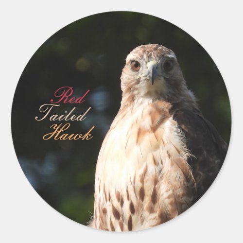 Red Tailed Hawk Stickers