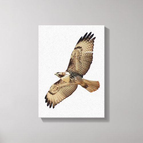 Red Tailed Hawk Stretched Print