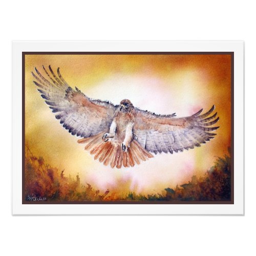 Red Tailed Hawk Watercolor Painting Photo Print