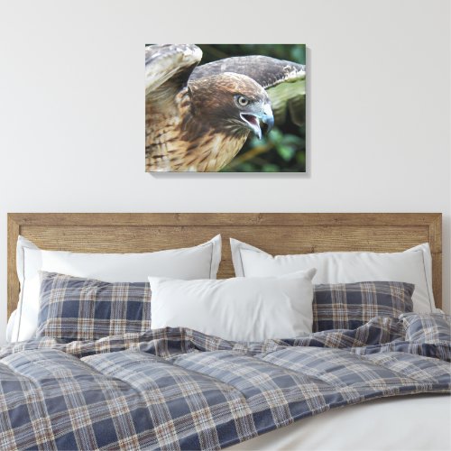 Red_tailed Hawk Wildlife Photo Canvas Print