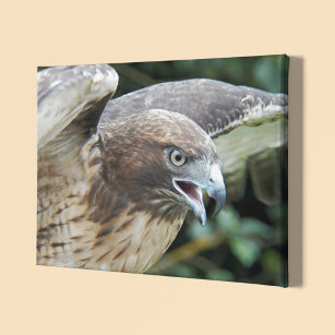 Red-tailed Hawk Wildlife Photo Canvas Print