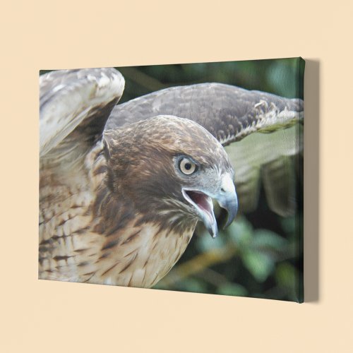 Red_tailed Hawk Wildlife Photo Canvas Print