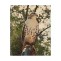 Red-Tailed Hawk