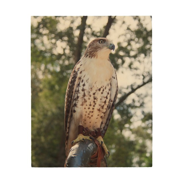Red-Tailed Hawk Wood Wall Art (Front)