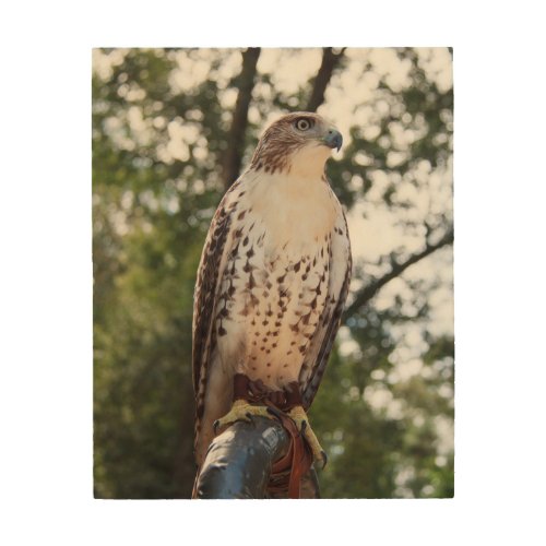 Red_Tailed Hawk Wood Wall Decor