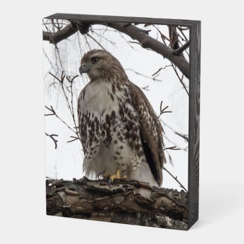Red_tailed Hawk Wooden Box Sign