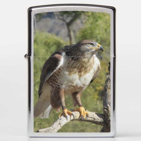 Red Tailed Hawk Zippo Lighter