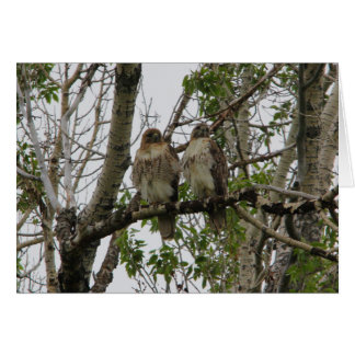 Red-Tailed Hawks Cards