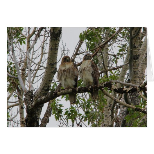 Red-Tailed Hawks Cards (Front Horizontal)