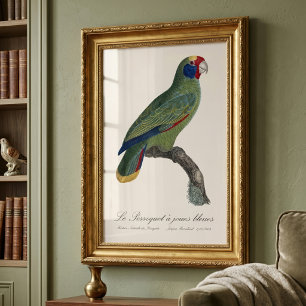 Red-Tailed Parrot Amazon, Amazona Brasiliensis Photo Print