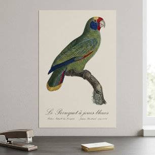 Red-Tailed Parrot Amazon, Amazona Brasiliensis Poster