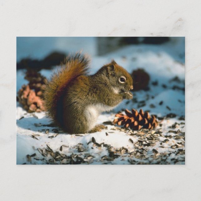 Red Tailed Squirrel Postcard (Front)