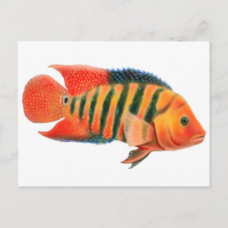 Red Terror Cichlid Postcard