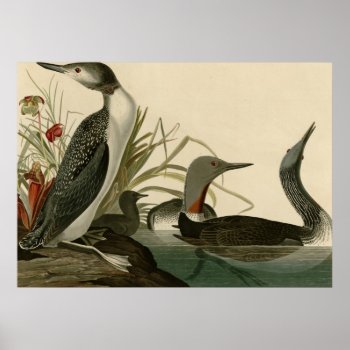 Red-throated Diver Poster by birdpictures at Zazzle