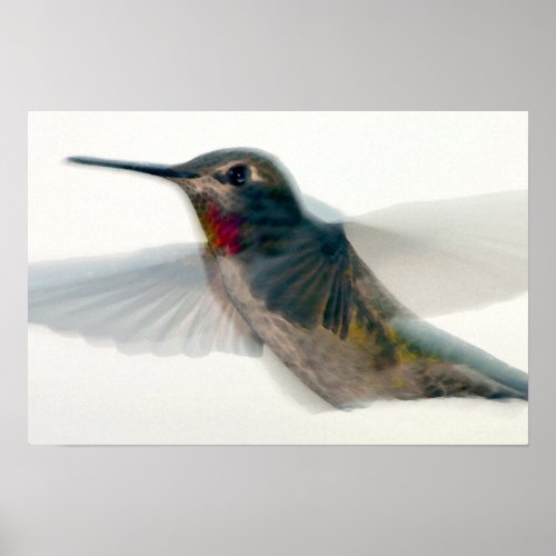Red_Throated Hummingbird Poster