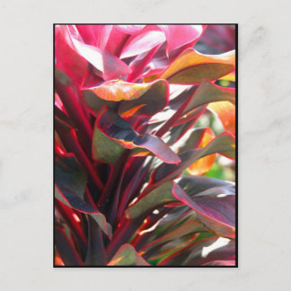 Red Ti Leaves Postcard