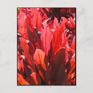 Red Ti Postcard