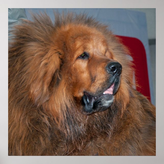Red Tibetan Mastiff Poster (Front)