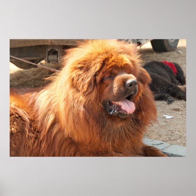 Red Tibetan Mastiff Poster (Front)
