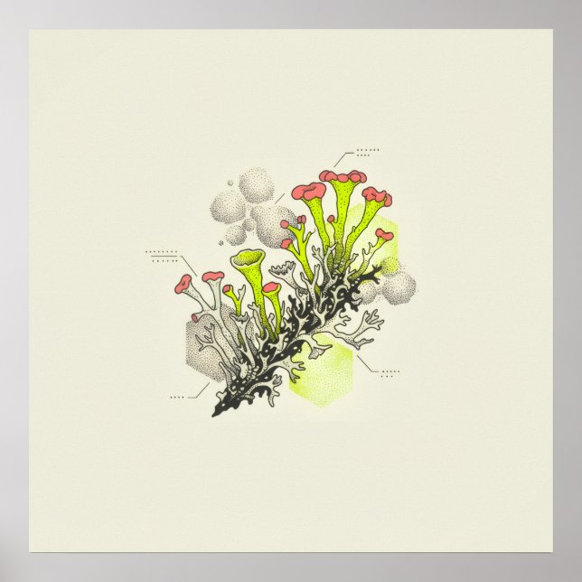 Red Tipped Cup Lichen Botanical Study Poster (Front)