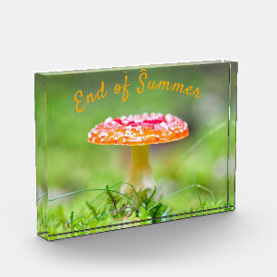 Red toadstool mushroom fall End of summer Photo Block