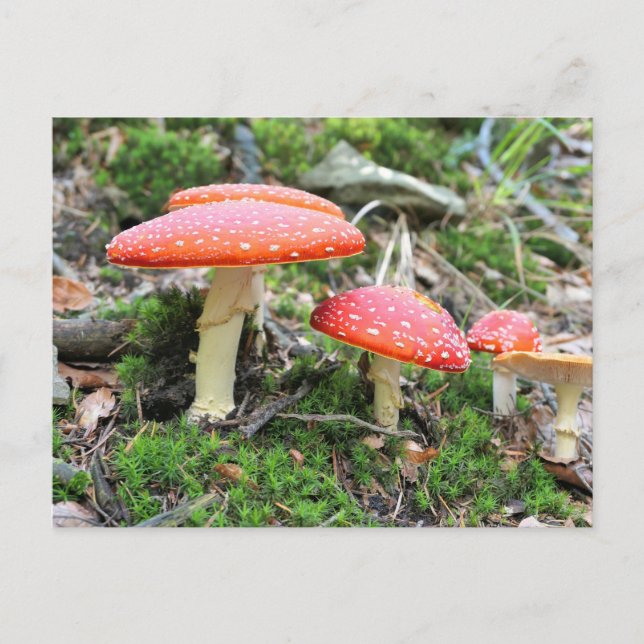 Red toadstool mushrooms postcard (Front)