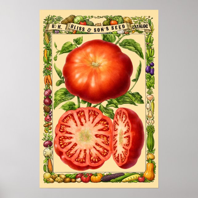 Red Tomato Retro Victorian Era Botanical Art Poster (Front)