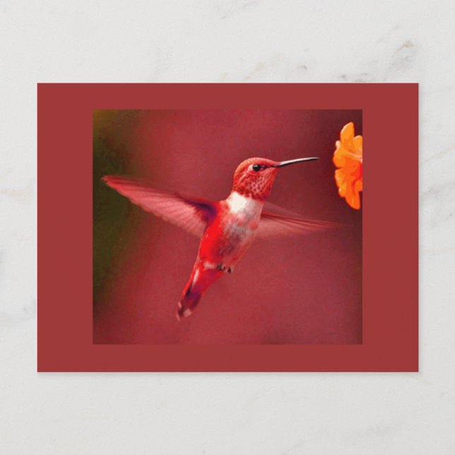 Red Toned Hummingbird Postcard (Front)