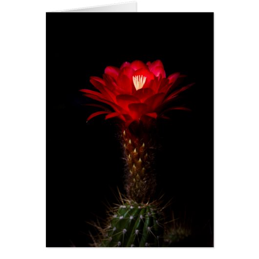 Red torch cactus flower cards (Front)